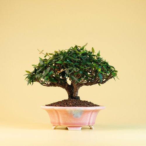 縮緬葛　盆栽　小品盆栽 源藝**日本縮緬葛(絡石)~(2件以上免運費) | Yahoo拍賣