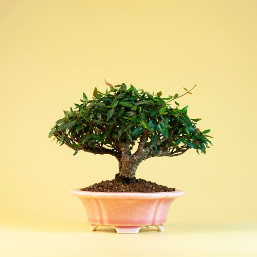 縮緬葛　盆栽　小品盆栽 日本植物】縮緬葛小品盆景居家陽台窗台植物雀樓植栽｜盆栽/植栽人氣榜