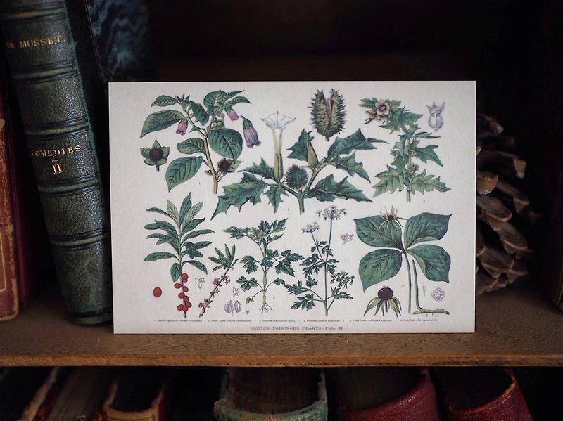1900年英國植物/蕈菇類圖鑑系列 復刻版明信片 C款 - 卡片/明信片 - 紙 