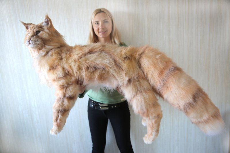 Maine Coon realistic plush toy. Cat portrait. Ooak doll. Art doll animalal - 公仔模型 - 其他材質 橘色