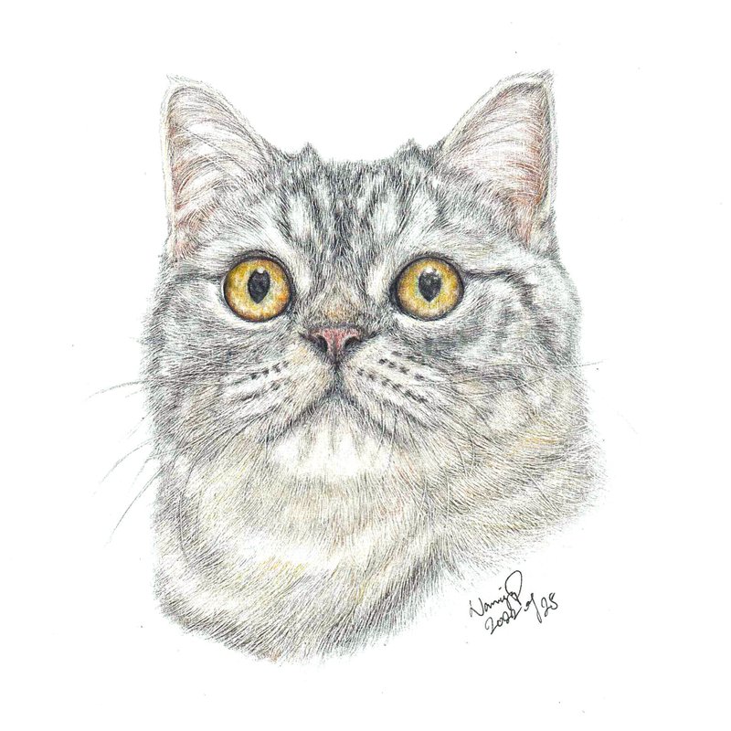 [Customized] Pets hand-painted | British shorthair | Tiger stripes | Portrait | Like-face painting | Painting | - Other - Paper 