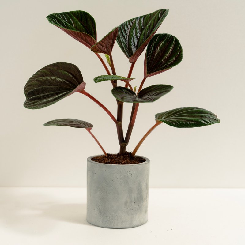 紅玉椒草│泥作系列│福所栽 - 盆栽/植栽 - 水泥 綠色