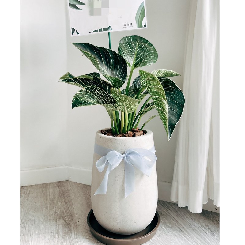 Opening Gift Potted Plant-Birkin Philodendron Terrazzo Pot - Plants - Plants & Flowers 