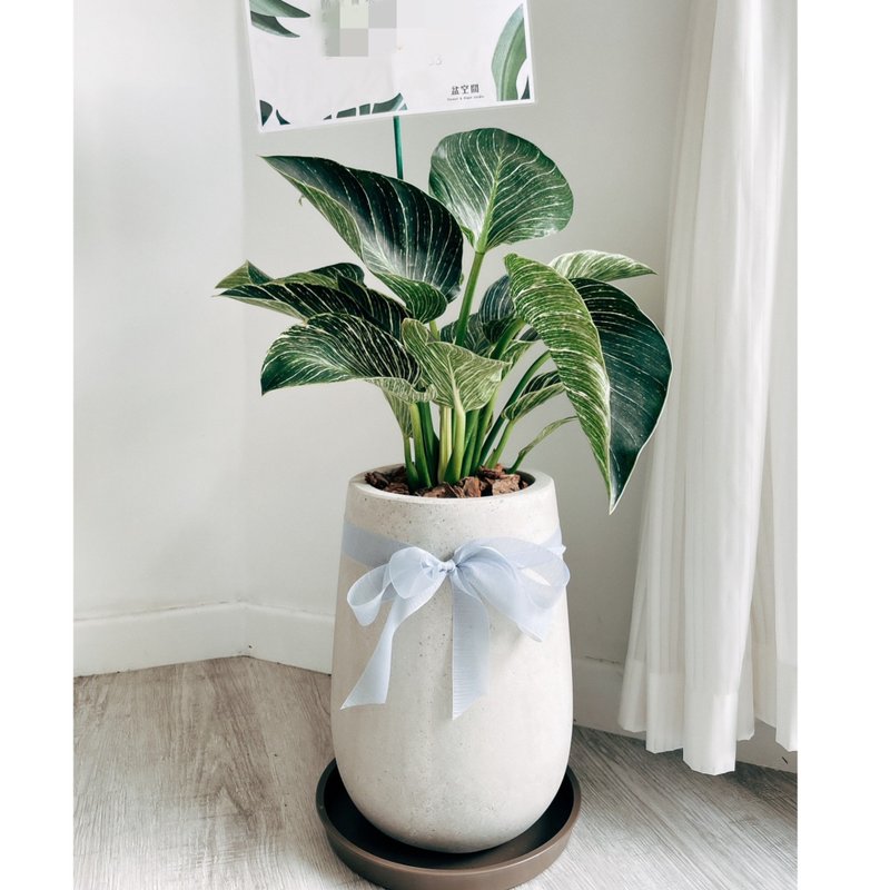 Opening Gift Potted Plant-Birkin Philodendron Terrazzo Pot - Plants - Plants & Flowers 