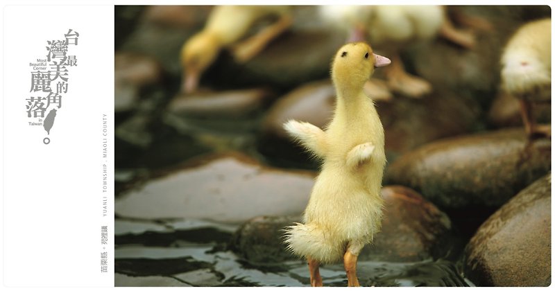 【eyeDesign 看見設計】台灣最美麗的角落明信片－池塘邊的小鴨 - 心意卡/卡片 - 紙 黃色