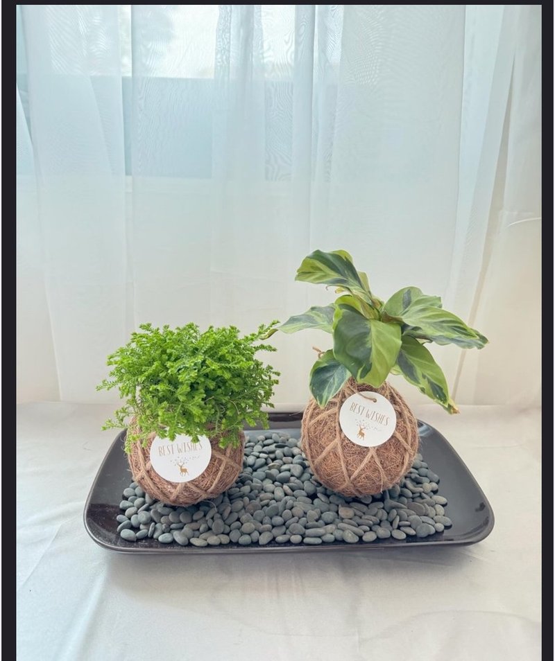 苔球植物 蕾絲蕨 合果芋 油畫竹芋 - 植栽/盆栽 - 植物．花 