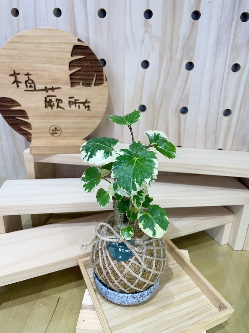【植蕨所在】 黃金福祿桐 室內植物 水苔球 居家擺設 空間美學 - 盆栽/植栽 - 植物．花 