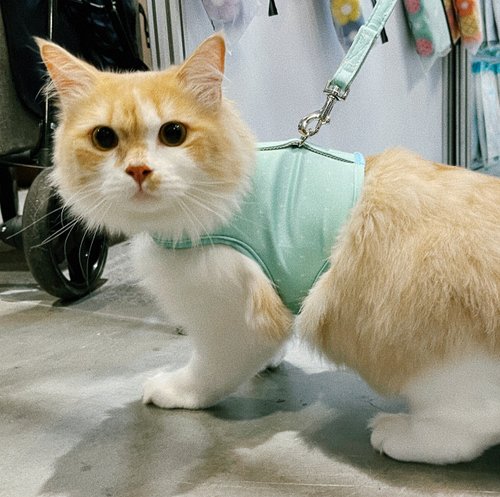 小步飛行犬貓日用良品 SHAPU 大角度胸背衣-綠十字(不含牽繩)