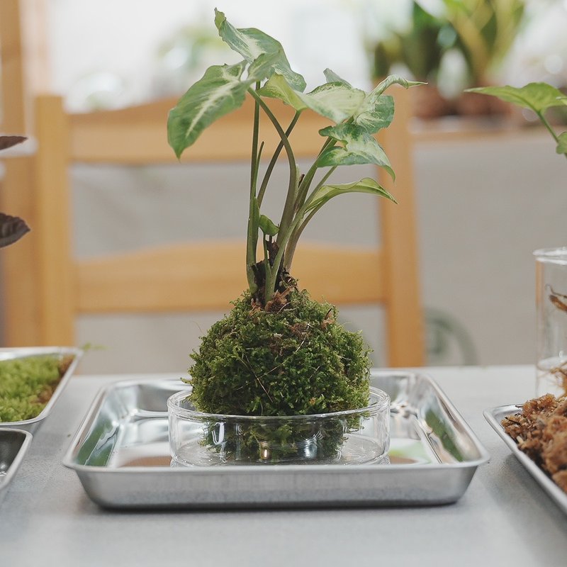 Hand-made planting - moss ball plants can be used as cultural coins - จัดดอกไม้/ต้นไม้ - พืช/ดอกไม้ 