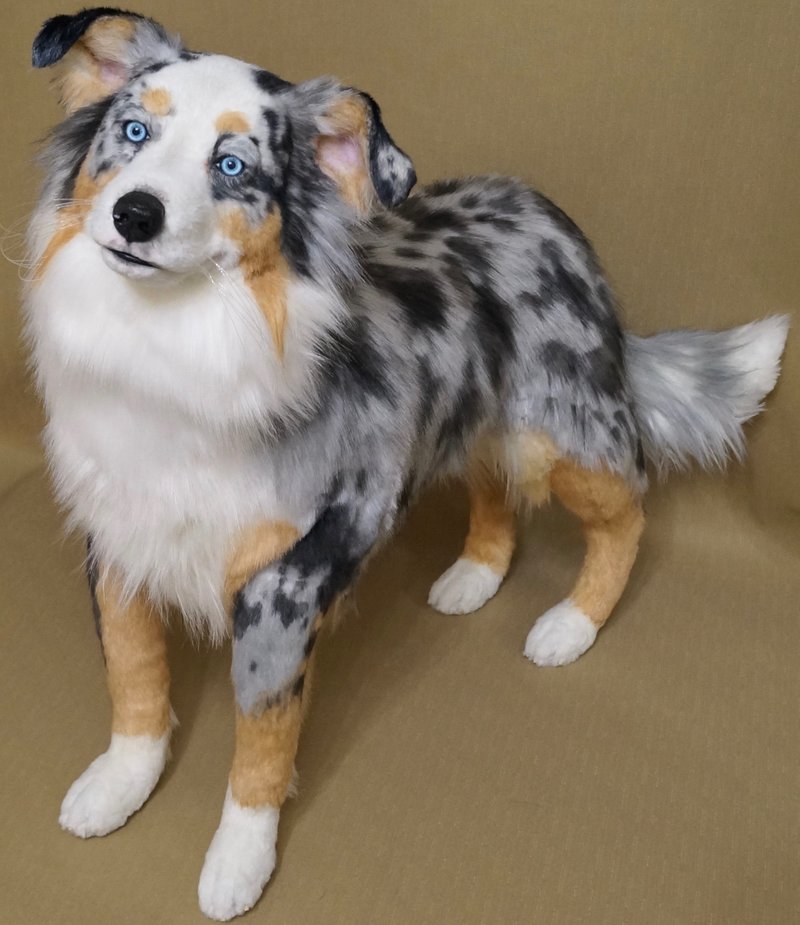 Preorder!Australian Shepherd,Blue merle aussi Lifesize poseable 澳大利亚牧羊犬,澳大利亚牧羊犬, - ของวางตกแต่ง - เส้นใยสังเคราะห์ สีน้ำเงิน