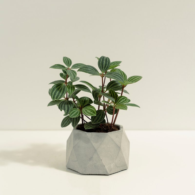 White-veined Peppergrass│Mud Series│Fuzuo Planting - Plants - Cement Green