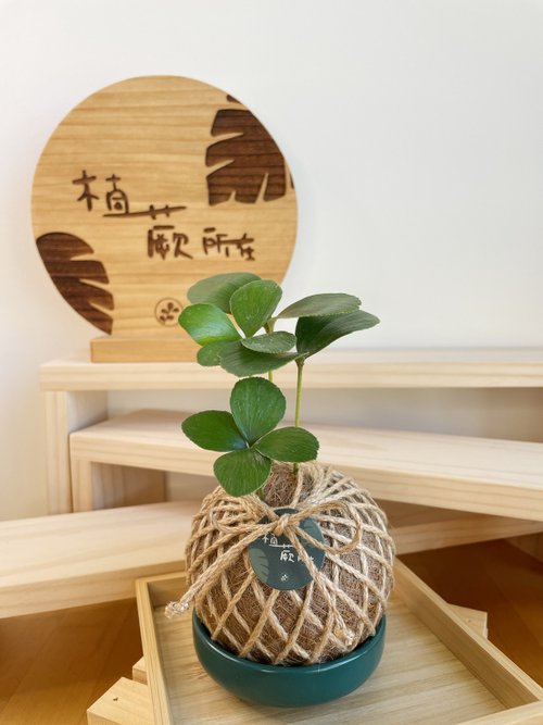 植蕨所在 水苔球植物設計館 幸運草鐵樹 水苔球植物 室內植物 居家擺設