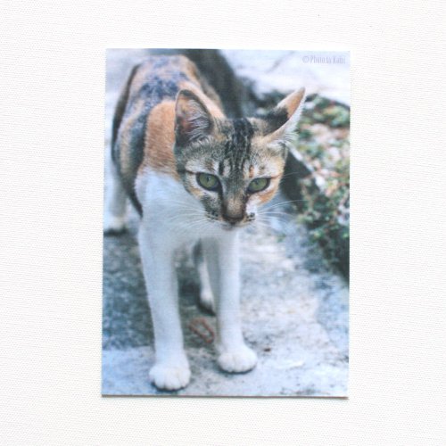 黑色獅子 明信片-臺灣野貓集-愛撤嬌小浪貓