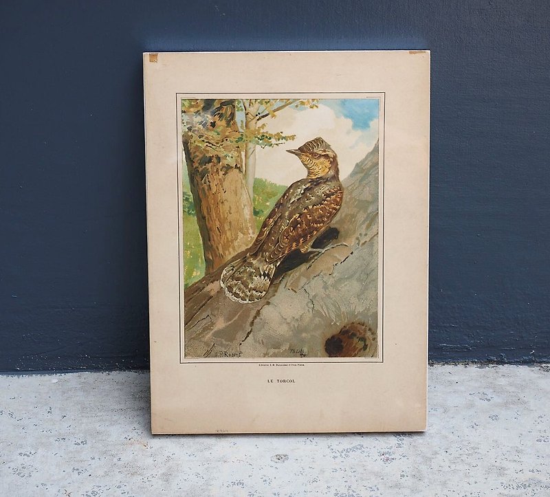 初期の鳥のイラスト、フレームの壁画 - 置物 - 紙 