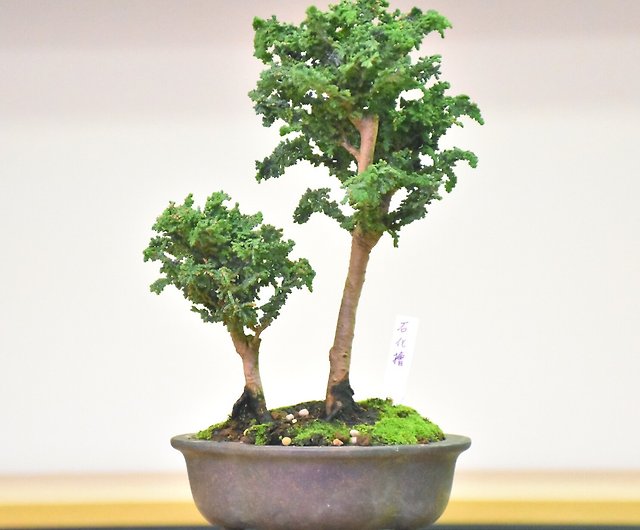 日本石化檜- 設計館盆景星球Bonsai Planet 植栽/盆栽- Pinkoi