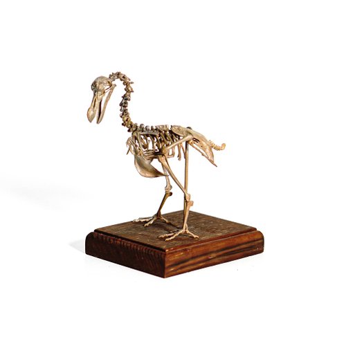 化石先生 Mr. Fossil 古生物3D列印模型-渡渡鳥