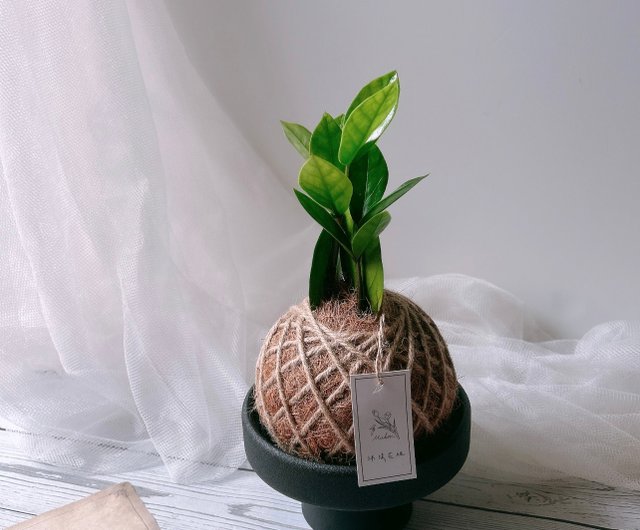 苔玉・苔 puyozou 苔玉・苔 puyozou 楽天市場】（観葉植物）苔玉 おまかせ観葉 Ver