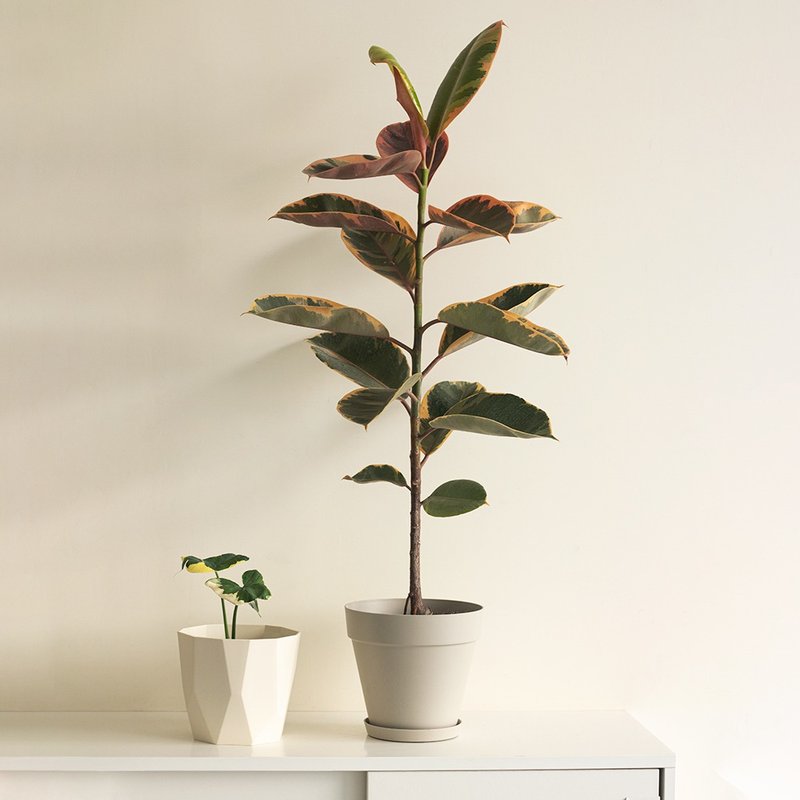 Ruby Rubber Plant large-scale planting of variegated rubber trees_Dutch design minimalist mist basin - Plants - Plants & Flowers 