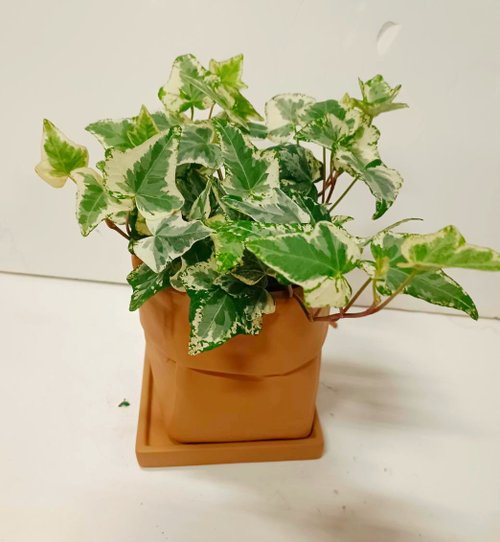 ORCHID CHEN 蘭沉空間 【文青首選】常春藤桌上型盆栽 送禮自用擺設