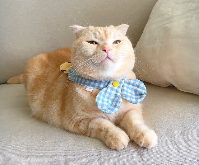 Cat scarf hot sale collar