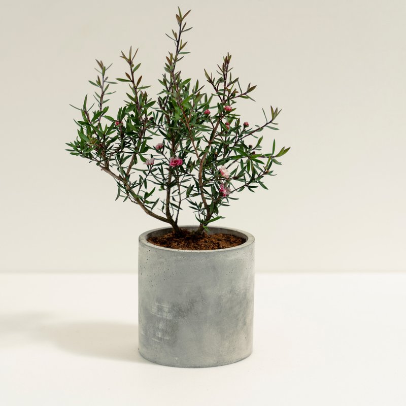 松紅梅│泥作系列│福所栽 - 盆栽/植栽 - 水泥 紅色