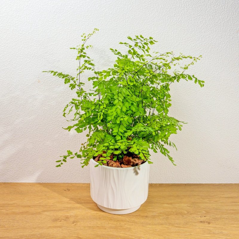 鐵線蕨 流線白陶盆栽 開幕盆栽推薦 桌上盆栽 送禮 - 盆栽/植栽 - 植物．花 白色
