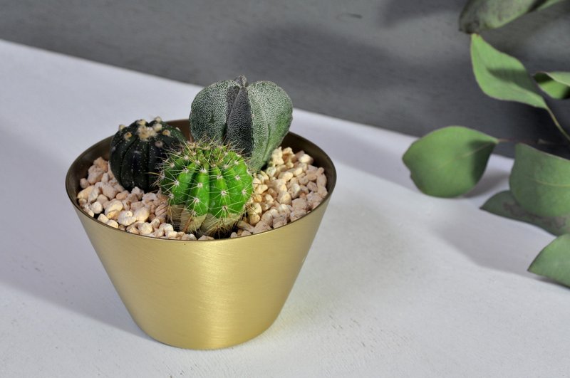 簡單盆(Simpots)/斜口盆/小金 - 盆栽/植栽 - 其他金屬 金色