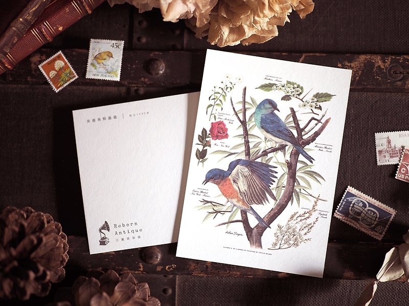 Antique Illustrator Series Re-enacted Postcard K Section 1930 American Birds Illustrated Book - Cards & Postcards - Paper 