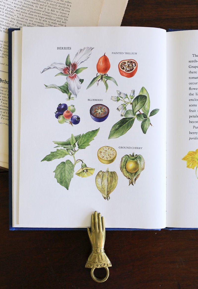 美國1984s【花與果】ANNE 花卉復古老書 // 館藏老書 - 刊物/書籍 - 紙 白色