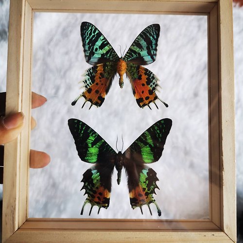 cococollection Real MADAGASCAR M&F Butterfly Insect Double Sided Acrylic Glass Display Frame