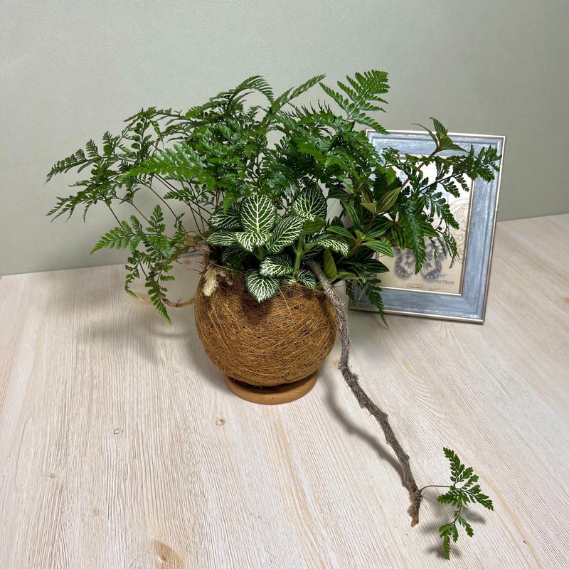 兔腳蕨 組合觀葉植栽椰絲苔球 / 室內植物 露營配件 茶席擺設 - 盆栽/植栽 - 植物．花 