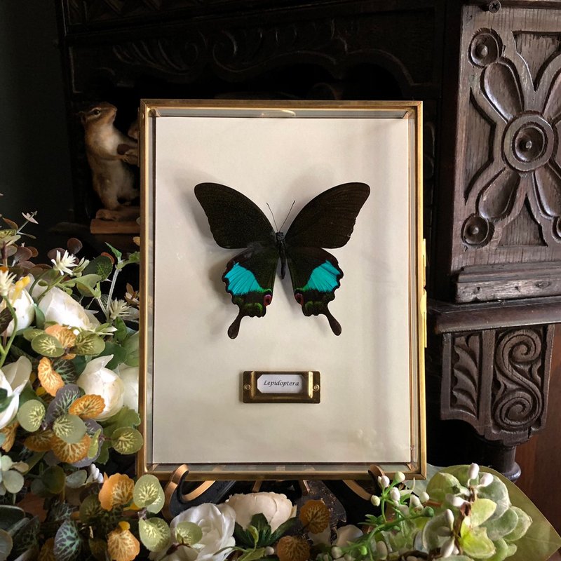 European Emerald ∣ Parisian Papilion Butterfly_Butterfly Specimen - Picture Frames - Glass Multicolor