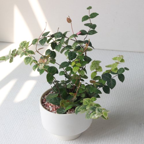 植物慢慢 l 盆器 l 土培植栽專賣店 植在 盆栽 l 日本初雪葛 啞光燭台陶器 藤蔓植物 室內植物 強散光