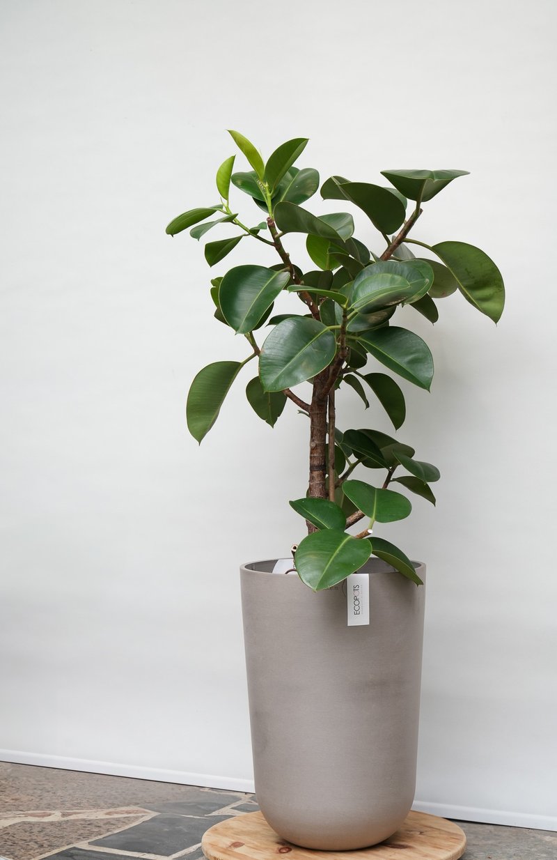 橡膠樹│有植 Yuzhi - 盆栽/植栽 - 植物．花 