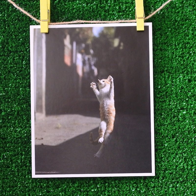 3猫屋猫写真ポストカード（写真：猫夫人）–夢が離陸 - カード・はがき - 紙 