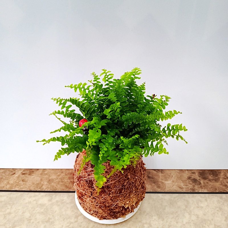 Home happiness moss ball moss jade Chilean primary color water moss five elements lucky plant kidney fern - Plants & Floral Arrangement - Plants & Flowers 