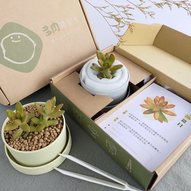 Succulent Potted Plant Package - Mingyue - Plants & Floral Arrangement - Plants & Flowers Green