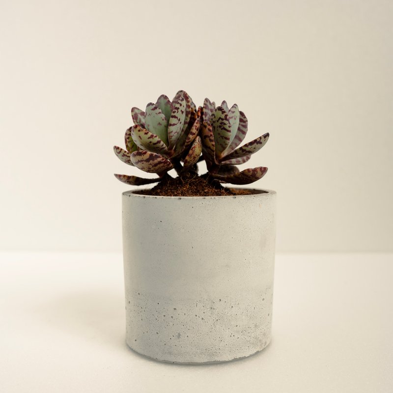 江戶紫│泥作系列│福所栽 - 盆栽/植栽 - 水泥 紫色