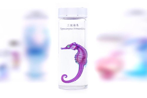 Fish Heart 魚心標本藝術 透明生物標本 - 三斑海馬 Hippocampus trimaculatus