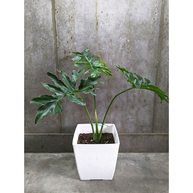 小天使蔓綠絨 - 植栽/盆栽 - 植物．花 綠色