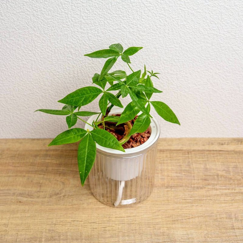 曲線馬拉巴栗 免澆水盆栽 室內植物 觀葉植物 禮物 盆栽 辦公室 - 盆栽/植栽 - 陶 透明