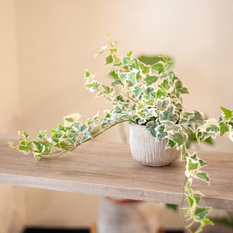 斑葉常春藤 - 盆栽/植栽 - 植物．花 綠色