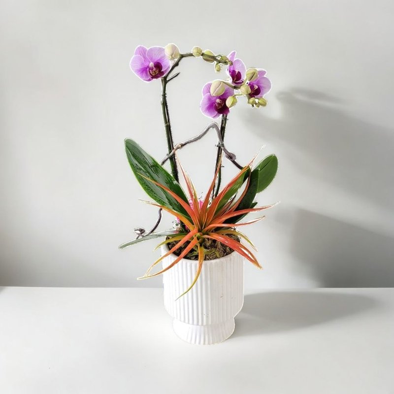 Middle Moth / Phalaenopsis Orchids (2 Flowers) GF00238 - ตกแต่งต้นไม้ - พืช/ดอกไม้ 