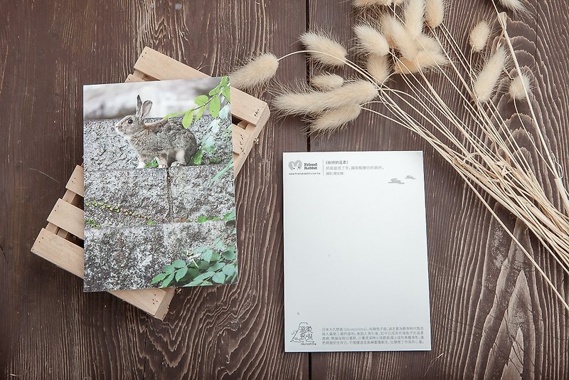 兔子攝影明信片- 樹梢的溫柔 - 心意卡/卡片 - 紙 灰色