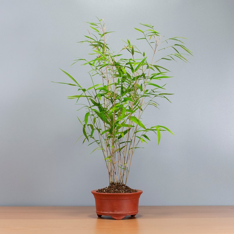 【風水植物】小品盆景 盆栽推薦 送禮推薦 - 植栽/盆栽 - 植物．花 
