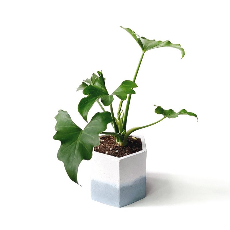 (Pre-order) Morandi Blue Series | Little Angel Philodendron Hexagonal Two-Color Cement Pot for Indoor Planting - ตกแต่งต้นไม้ - พืช/ดอกไม้ สีน้ำเงิน