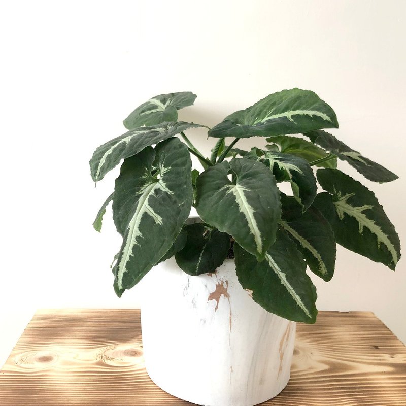 【竒植花物】綠精靈合果芋盆栽 觀賞植物 開幕 喬遷 - 盆栽/植栽 - 植物．花 