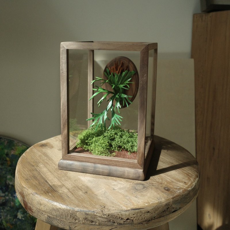 絕版品 爪哇鹿角蕨透明玻璃胡桃木展示 - 擺飾/家飾品 - 真皮 