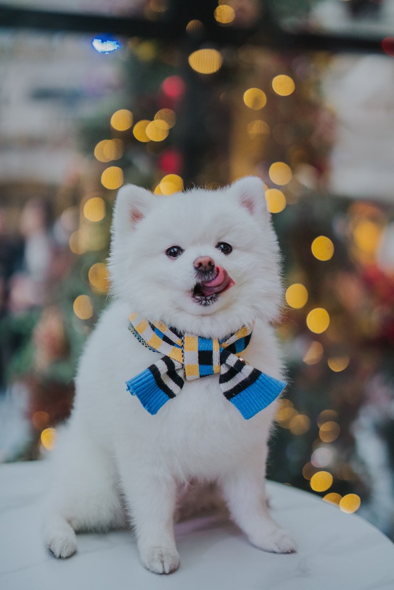 PET SCARF, HUMAN AND PET MATCHING SCARF - ชุดสัตว์เลี้ยง - ไฟเบอร์อื่นๆ สีแดง