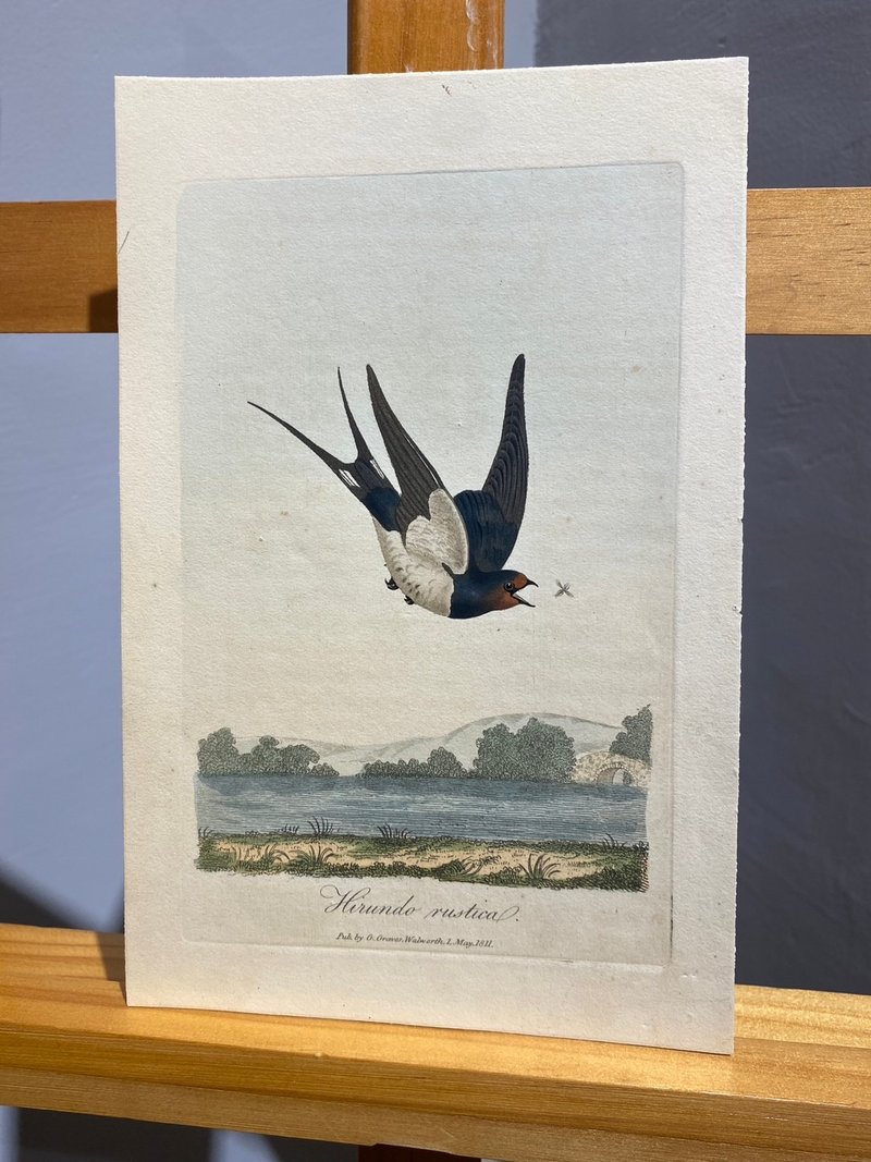 1811年George Graves英國鳥類學-拙燕-蝕刻版畫手繪上色Etching - 海報/掛畫/掛布 - 紙 白色